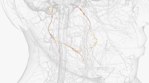 istock The glossopharyngeal nerve is the 9th cranial nerve (CN IX) 2020206348