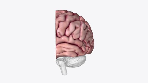 istock The brain's left half is primarily responsible for speech and abstract thinking 2020207922