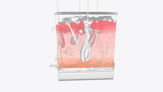 The dermis is a connective tissue layer sandwiched between the epidermis and subcutaneous tissue 3d illustration