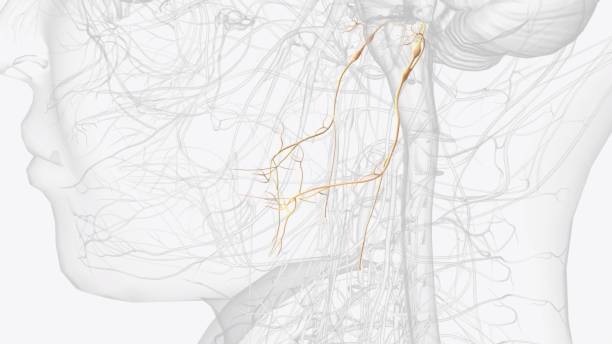 istock The glossopharyngeal nerve is the 9th cranial nerve (CN IX) 2020215286