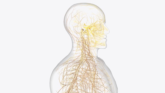 Cranial Nerves I, olfactory, The olfactory nerve carries impulses for the sense of smell 3d illustration