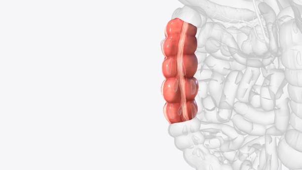 нисходящая ободочная кишка является частью толстой кишки - descending colon стоковые фото и изображения