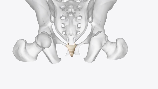The coccyx is a triangular arrangement of bone that makes up the very bottom portion of the spine below the sacrum 3d illustration