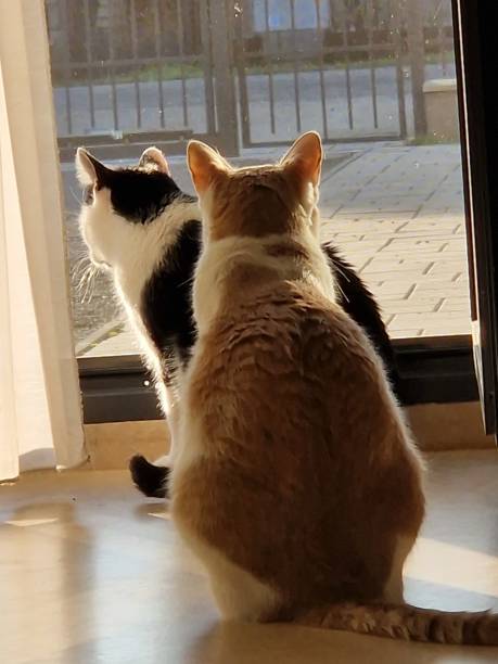 istock Cats are viewing from the window photo 2020223809