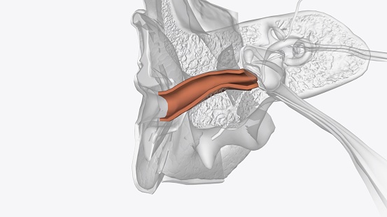 The ear canal, or auditory canal, is a tube that runs from the outer ear to the eardrum 3d illustration