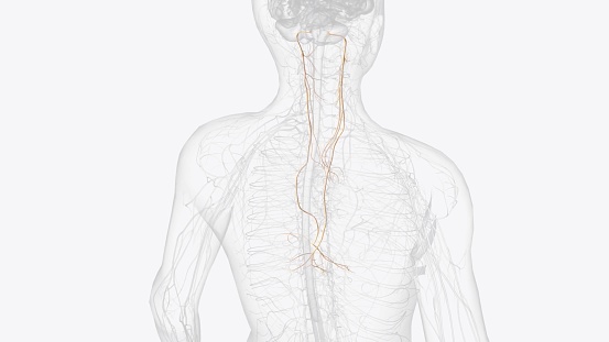 The vagus nerve (cranial nerve CN X) is the longest cranial nerve in the body, containing both motor and sensory functions in both the afferent and efferent regards