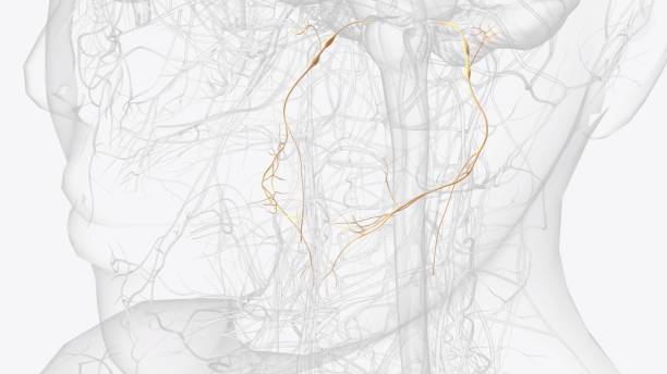 istock The glossopharyngeal nerve is the 9th cranial nerve (CN IX) 2020224337
