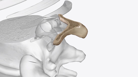 The eleventh thoracic vertebra (T11) is located near the bottom of the thoracic spine 3d illustration
