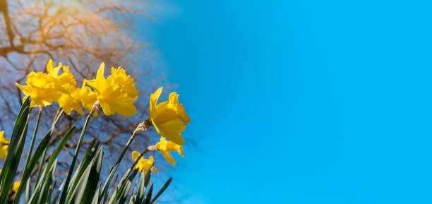 étonnantes fleurs de jonquilles jaunes par une journée de printemps ensoleillée contre le ciel bleu - spring daffodil flower sky photos et images de collection