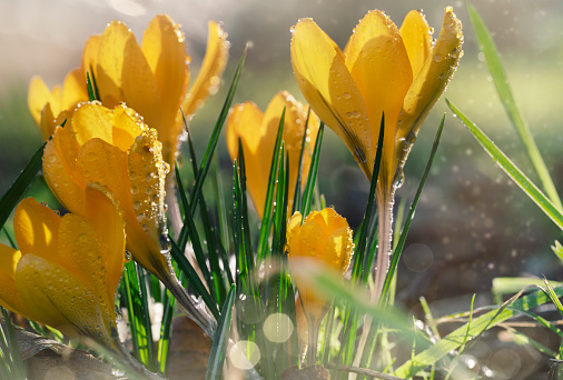 Beautiful wild crocus flowers with drops on green grass with snow on the sunny spring day.