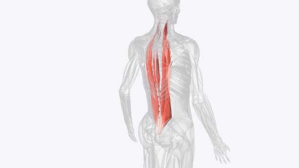 the erector spinae or spinal erectors is a set of muscles that straighten and rotate the back - external oblique ストックフォトと画像