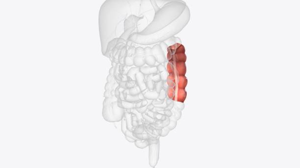 the descending colon is a part of the large intestine - descending colon стоковые фото и изображения