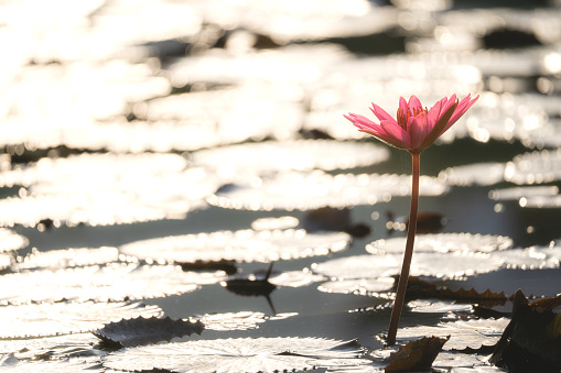 Water lily is a type of nymphaea which often found in tropical climate.