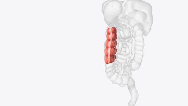 the descending colon is a part of the large intestine - descending colon стоковые фото и изображения