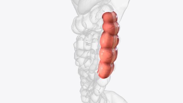 the descending colon is a part of the large intestine - descending colon стоковые фото и изображения