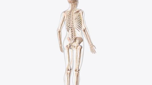 istock nervous system includes the brain, spinal cord, and a complex network of nerves 2020238067