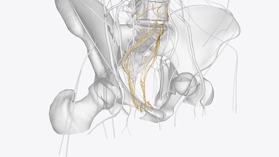 The abdominal and pelvic viscera receive their motor innervation from autonomics derived from both the sympathetic and parasympathetic nervous systems 3d illustration