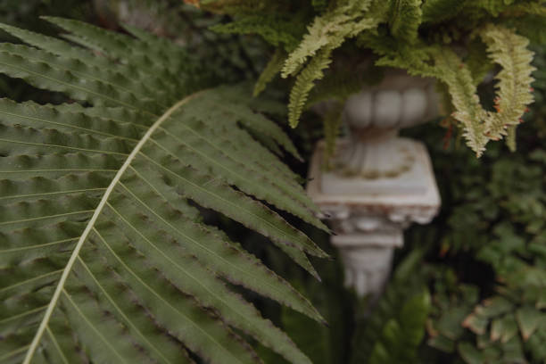 A lush green plant with leaves that are curled up and twisted. The plant is full of life and he is thriving in its environment