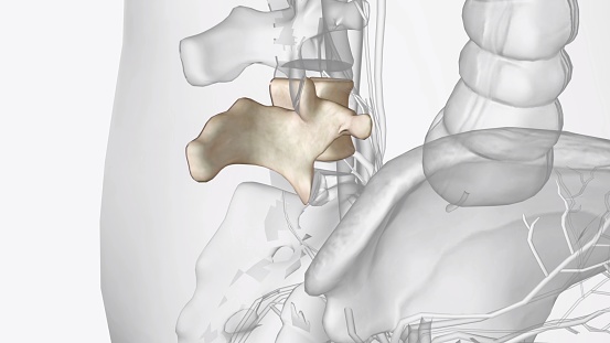The fifth lumbar spine vertebrae (L5) is part of the greater lumbar region 3d illustration