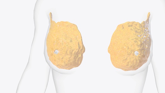 Fatty tissue of breast 3d medical