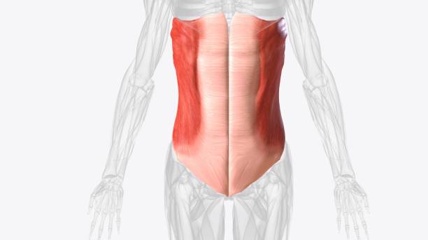 the external oblique muscle is one of the outermost abdominal muscles, extending from the lower half of the ribs around - external oblique ストックフォトと画像
