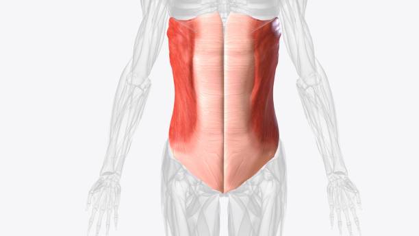 The external oblique muscle is one of the outermost abdominal muscles, extending from the lower half of the ribs around The external oblique muscle is one of the outermost abdominal muscles, extending from the lower half of the ribs around and down to the pelvis 3d illustration abdominal cavity stock pictures, royalty-free photos & images