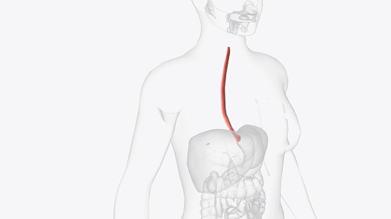 The esophagus is the hollow, muscular tube that passes food and liquid from your throat to your stomach 3d illustration