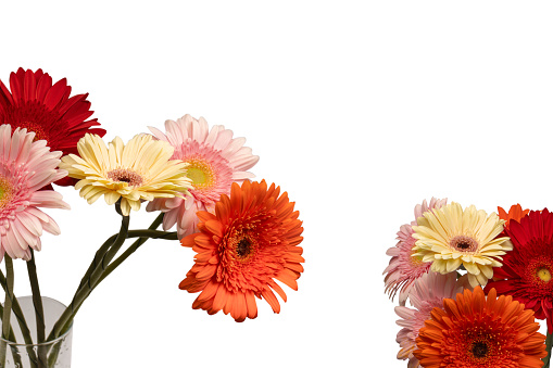 Bouquet of colorful gerbera flowers isolated on a white background.
