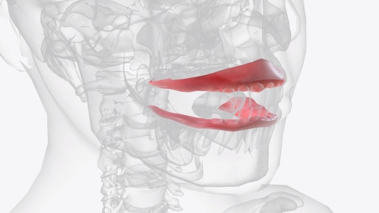 The gingiva (gums) are found in the oral cavity of humans surrounding part of their teeth 3d illustration