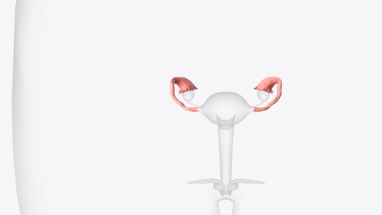 The fallopian tubes are bilateral conduits between the ovaries and the uterus in the female pelvis 3d illustration