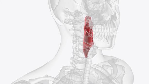 istock The pharynx, commonly called the throat, is a passageway that extends from the base of the skull to the level of the sixth cervical vertebra 2020251918