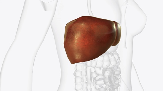 The liver is a large organ in the abdomen that performs many important bodily functions, including blood filtering 3d illustration