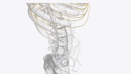 The intercostal nerves are part of the somatic nervous system, aiding in the contraction of muscles and the return of sensory information 3d illustration