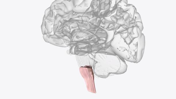 istock The medulla oblongata or simply medulla is a long stem-like structure which makes up the lower part of the brainstem 2020256773
