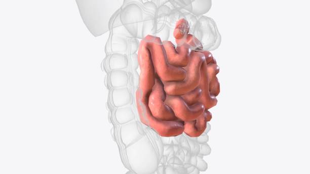 istock The jejunum is one of three sections that make up the small intestine 2020258936