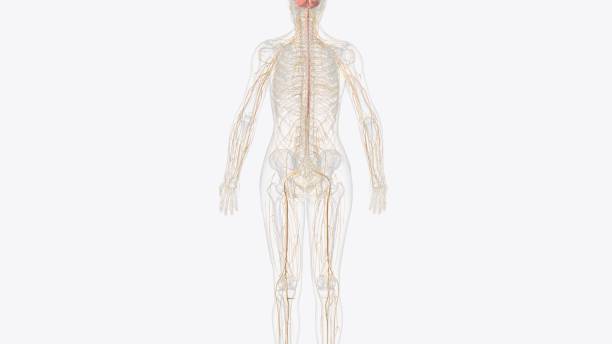 istock nervous system includes the brain, spinal cord, and a complex network of nerves 2020264914