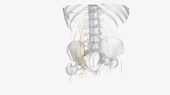 Nerves of right pelvis and Iower limb 3d illustration