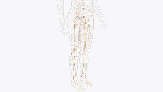 Nerves of pelvis and Iower limb 3d illustration