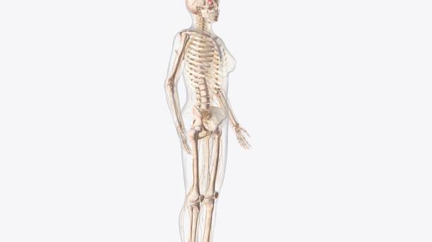 istock nervous system includes the brain, spinal cord, and a complex network of nerves 2020267662