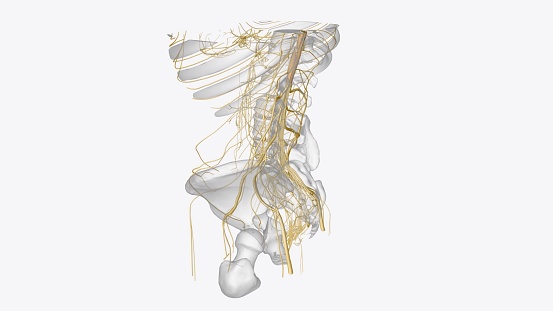 nervous system includes the brain, spinal cord, and a complex network of nerves 3d illustration