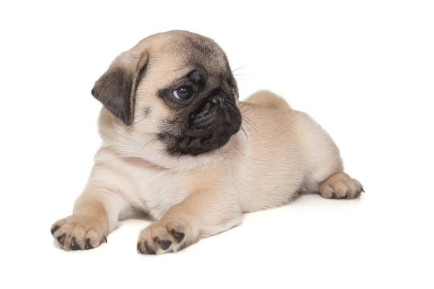 istock Small pug puppy lies 2020272439