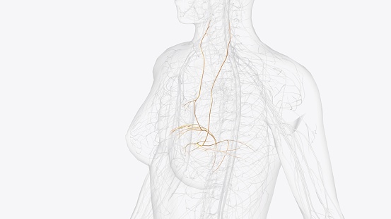The phrenic nerve is a bilateral, mixed nerve that originates in the neck and descends through the thorax to reach the diaphragm 3d illustration