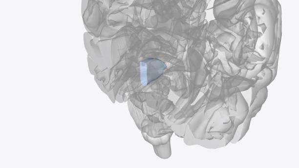 istock The third ventricle is a narrow, laterally flattened, vaguely rectangular region 2020275121