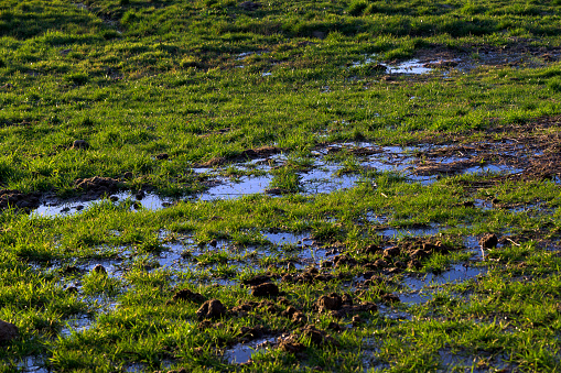 Grass meadow flooded with water next to excrement horizontally at sunset