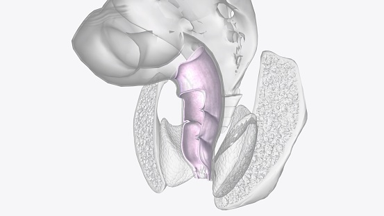 The serosa is the outer layer of the colon 3d illustration