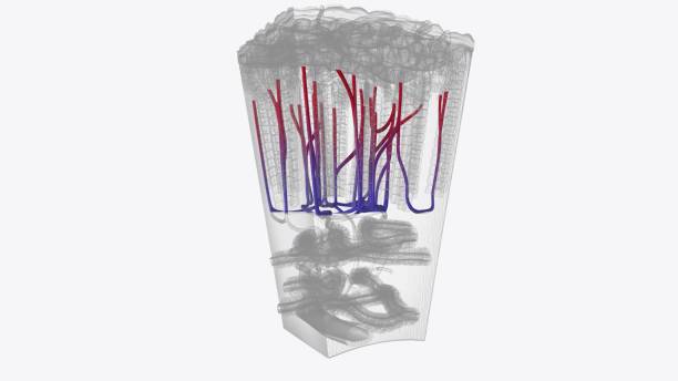 istock Sinusoidal capillaries, sometimes referred to as sinusoids, or discontinuous capillaries, have endothelial linings with multiple fenestrations 2020279871