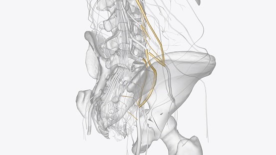 The lumbosacral plexus is a network of nerve fibers, derived from the roots of lumbar and sacral spinal nerves that branch out to form the nerves supplying 3d illustration
