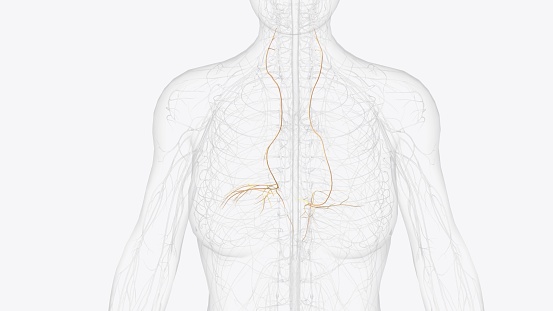 The phrenic nerve is a bilateral, mixed nerve that originates in the neck and descends through the thorax to reach the diaphragm 3d illustration