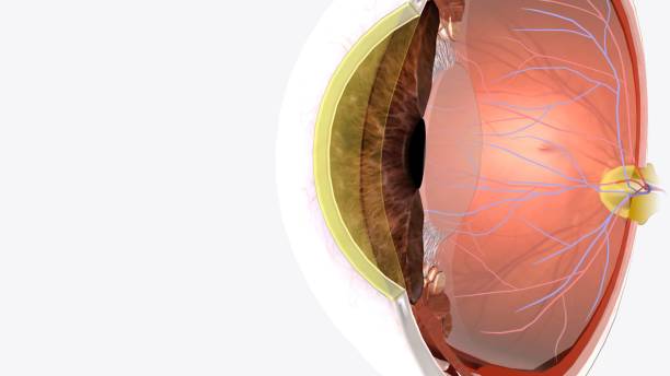 istock The cornea is the clear outer layer at the front of the eye 2020284742