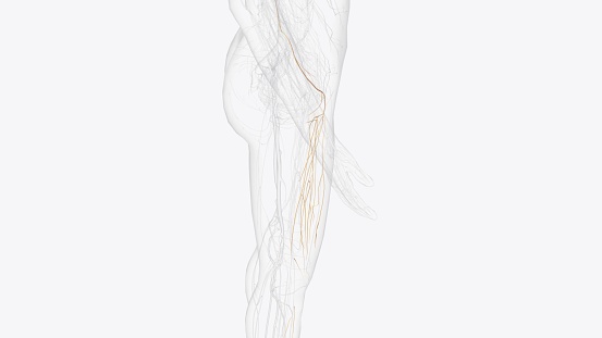 right femoral nerve and branches 3d illustration